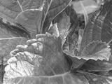 preview bw