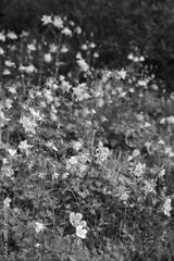 preview bw