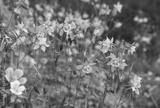 preview bw