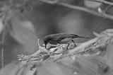 preview bw