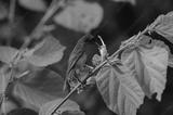 preview bw