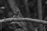 preview bw