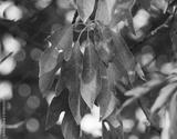 preview bw