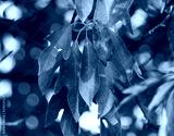 preview cold