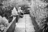 preview bw