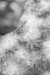 preview bw