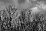 preview bw