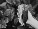 preview bw