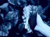 preview cold