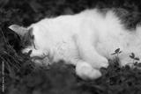 preview bw