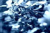 preview cold