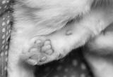 preview bw