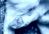 preview cold