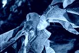 preview cold