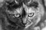 preview bw