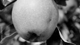 preview bw