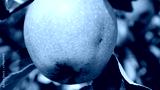 preview cold