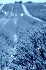 preview cold