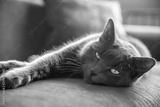 preview bw