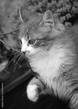 preview bw