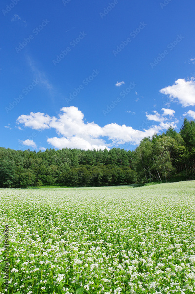 image to crop