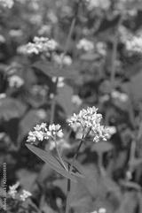preview bw
