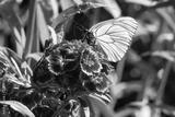 preview bw