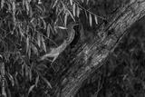 preview bw