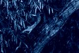 preview cold