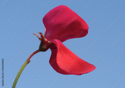 image to crop