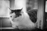 preview bw