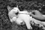 preview bw