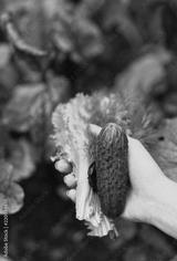 preview bw