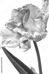 preview bw