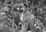preview bw