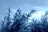 preview cold
