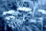 preview cold