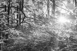 preview bw