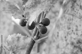 preview bw