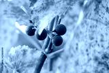preview cold