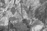 preview bw