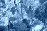 preview cold