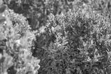 preview bw