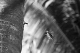 preview bw