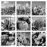 preview bw