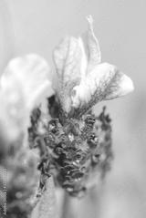 preview bw