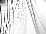 preview bw