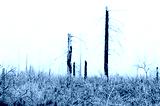 preview cold