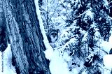preview cold
