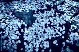 preview cold